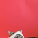 옹기종기 이미지