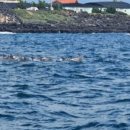 마라도써니힐 이미지