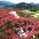 백일홍명품길 이미지