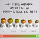 대한농장 | 대저토마토(짭짤이 토마토) 농장 직거래 후기