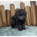 앙쥬펫 강아지분양 은평구점 이미지