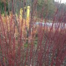 꿈꾸는 숲 이미지