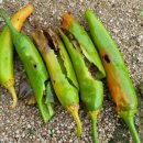 분꽃농장 이미지