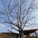 대추나무집 이미지