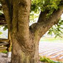 가좌리 석조약사여래좌상 이미지