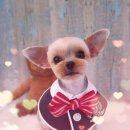 윈그루밍 이미지