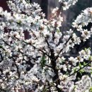 앵두식당 이미지