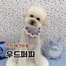 퍼피퍼피 | 천안 불당동 애견미용 추천 우드퍼피 푸들 스포팅 후기