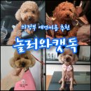 놀러와캣독 이미지