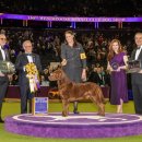 토이켄넬(Toy kennel) | 도베르만 '페니', 150주년 웨스트민스터 도그쇼 제패… 37년 만의 전설 재현