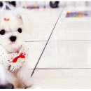 단비동물병원 이미지