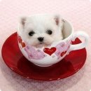 예쁜강쥐 이미지