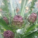 짱구농장 이미지