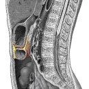 transverse mesocolon(가로주름창자간막) 이미지