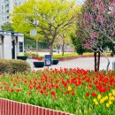 튤립공원 이미지