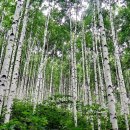 자작나무숲 가는 길 이미지