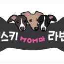 개스키라빈스 이미지