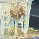 길림성반점 - 동구 아양로 7-1 | 길림성반점