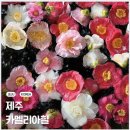 와룡가든 | 제주-산책하면서 보는 동백꽃 카멜리아힐(동백 포토존)