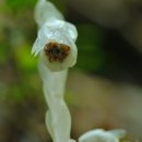 수정난풀-Indian pipe 이미지