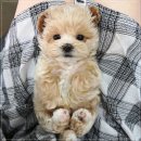 아이러브독 강아지분양 부천점 이미지