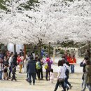 비발디 향기나무 이미지