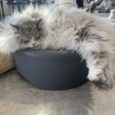 히포코코 이미지