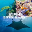 펀인발리 | 발리 누사페니다 펀다이빙, 만타가오리 만난 킹다이브 리얼 후기
