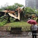 느티나무사거리 이미지