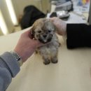 강아지분양 퍼피베이비 | 구미강아지분양 고민 끝! 대구강아지분양 홍스퍼피 방문 실제후기와 솔직한 느낀점