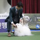 글로리 폭스 꼬똥 이미지