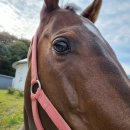 그루밍, 안나 이미지