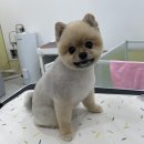 그루밍루나 이미지
