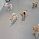 해피독 | 세이블 포메라니안 강아지 사료 추천 | 해피독 토스카나 미니 후기
