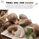 [공구]광주 무농약 생 송이향버섯 - 5월28일 롯데백화점 플리마켓 현장수령 이미지