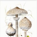 보테니컬 일러스트 이미지