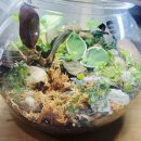 12/2 크리스마스 테라리움 이미지