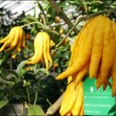 서귀포감귤박물관 이미지