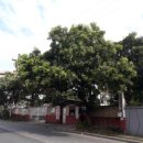 파란망고 이미지