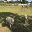 지안목장 이미지