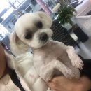 꽃남아 사랑해 이미지