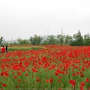 꽃밭에서 이미지