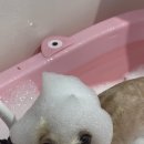 댕그랑댕 이미지