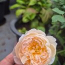 예쁜메이크업 정원 이미지