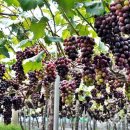 송산포도로 이미지