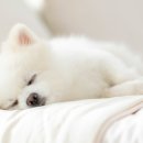 온유동물병원 이미지