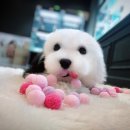 나눔펫 책임분양소 강아지분양 일산점 | 경기도 나눔펫 합리적인 입양 분양 강아지무료분양 일산 강아지 무료분양