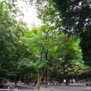 대신공원 숲길 이미지