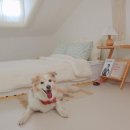 댕댕포레스트 이미지