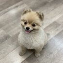 네발친구 이미지